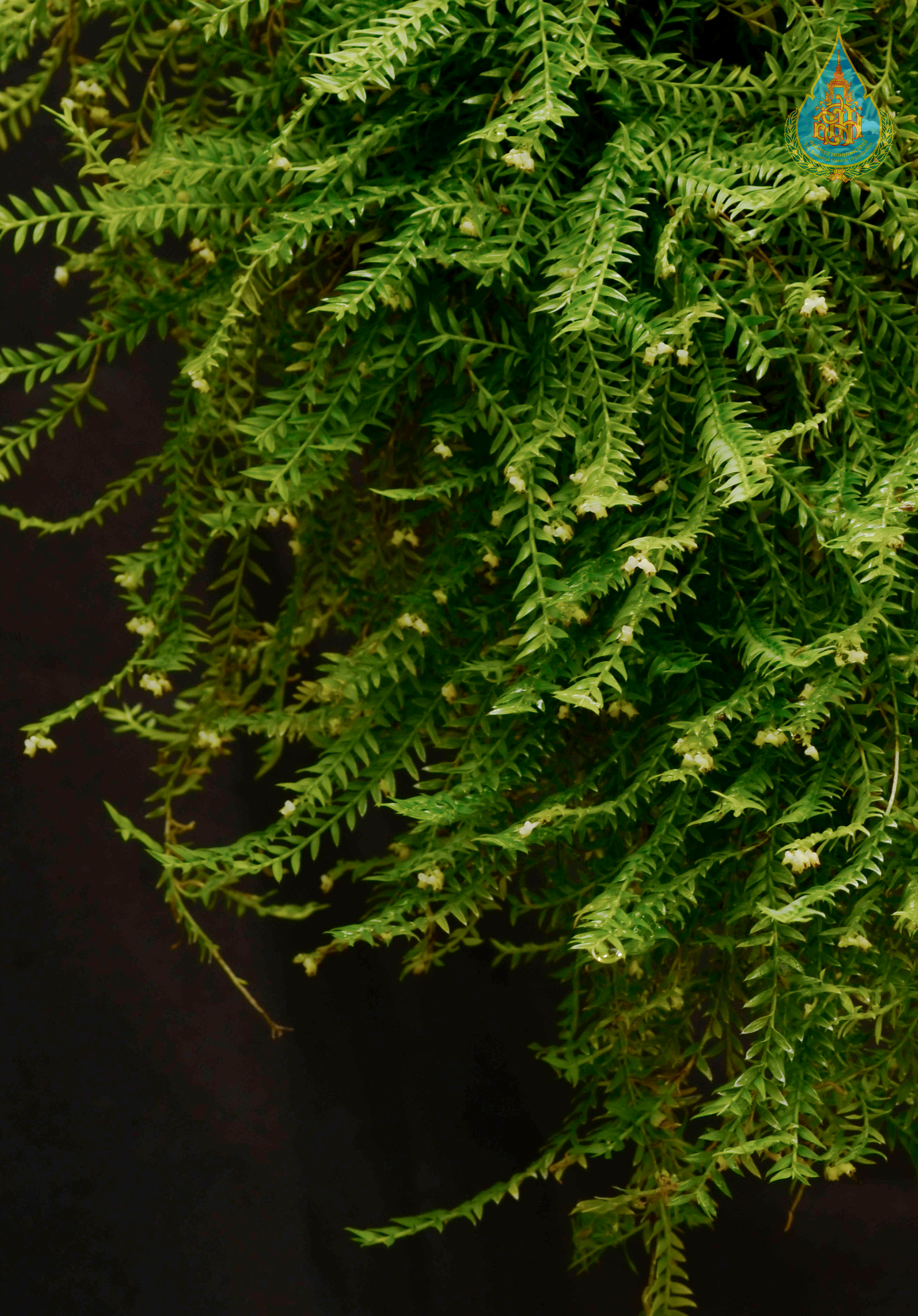 เอื้องใบมะขาม Podochilus microphyllus Lindl.<br/>ORCHIDACEAE